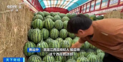 吃瓜烤火,吃瓜烤火，共享欢乐时光