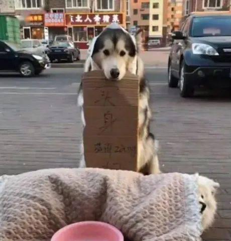 狗狗吃瓜配图搞笑,萌态可掬萌翻网友