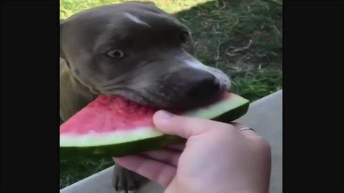 狗狗吃瓜配图搞笑,萌态可掬萌翻网友  第3张