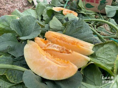 玉溪体校吃瓜  第3张