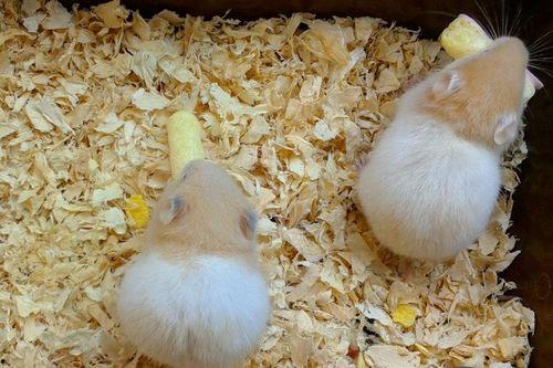 蜜瓜仓鼠可以吃吗,仓鼠能否享用甜蜜蜜瓜  第1张