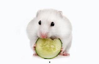 蜜瓜仓鼠可以吃吗,仓鼠能否享用甜蜜蜜瓜  第3张