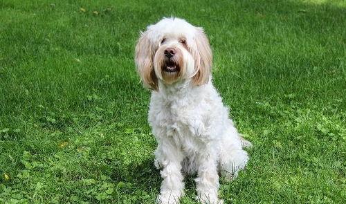 狗狗可以吃贝贝瓜么,宠物饮食指南