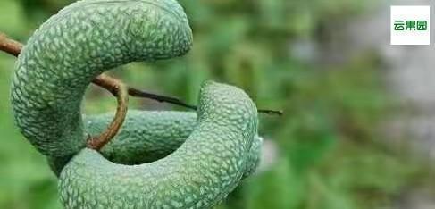 乔木吃瓜,自然界的和谐共生