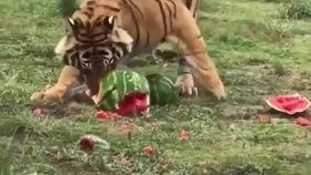 大虎吃瓜,揭秘娱乐圈幕后风云