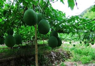 新洲吃吊瓜,品味独特的地方美食传奇