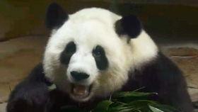 吃瓜群众小黑狗,揭秘娱乐圈幕后故事