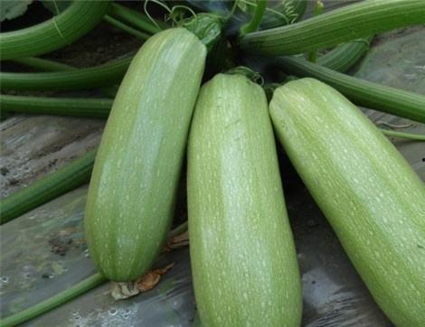 吃露天瓜的好处,露天瓜果带来的五大益处