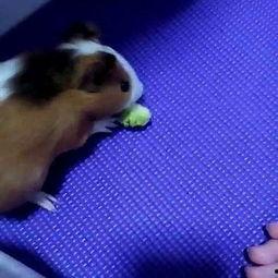 兔子吃不吃雄瓜,探究兔子饮食偏好之谜