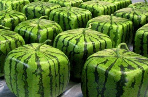 吃瓜源头.中国,中国网络舆论场中的热点追踪与真相探寻