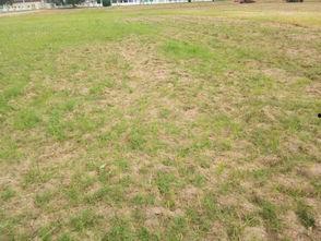 大树下吃瓜的,夏日休闲新风尚