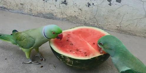 夏天腹泻吃瓜,吃瓜解暑又助消化