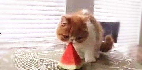 猫猫头吃瓜,揭秘宠物界的趣味瞬间