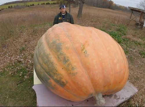 吃瓜越吃越像西瓜,越吃越像西瓜的神奇现象