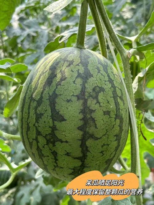 吃瓜一次吃几个最好,一次吃瓜的最佳数量揭秘