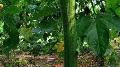 吃瓜中医院,揭秘医疗界的“八卦风云”