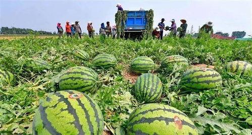 永年河北铺吃瓜最新,夏日吃瓜盛景，品味乡村休闲时光