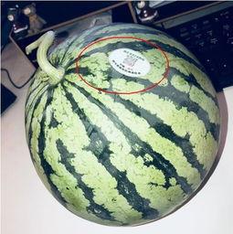 固始网红吃瓜,揭秘网络红人的幕后故事