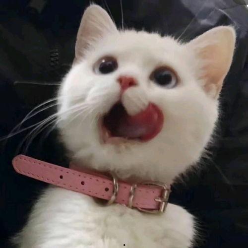 吃瓜可爱图片大全