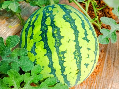 网络吃瓜最新,揭秘娱乐圈幕后真相，带你领略明星生活百态  第2张